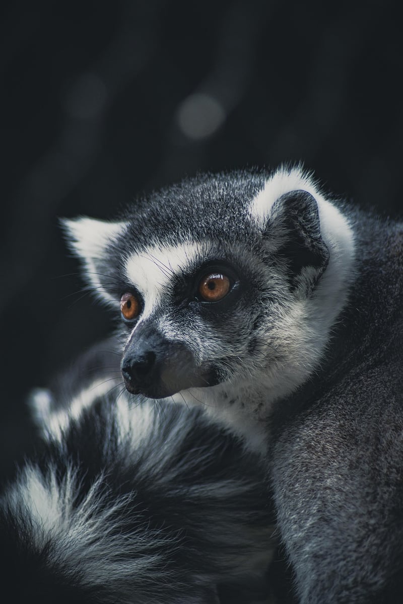 Madagascar